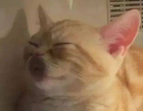  猫睡相太刺激,差点以为它挂了