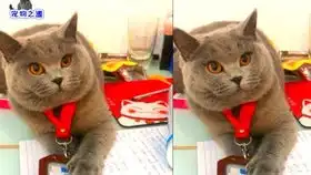  小主人给几只胖猫撸毛,猫咪们纷纷逃走,胖公猫的表情说明一切