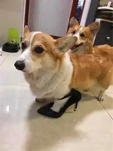  金毛和泰迪亲密互动,不合群的哈士奇看后,嫉妒的表情亮了
