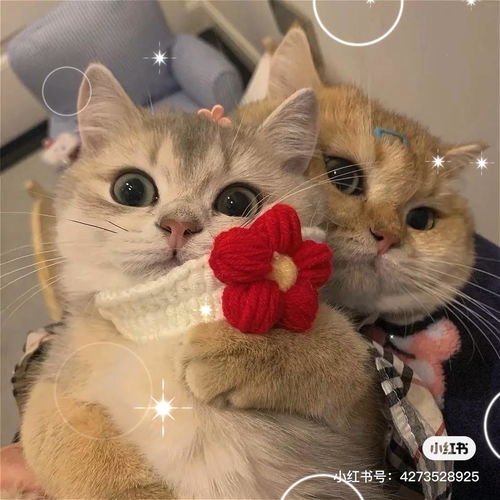  如何得到一只健康的猫咪