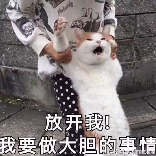  这牛市,如君所愿