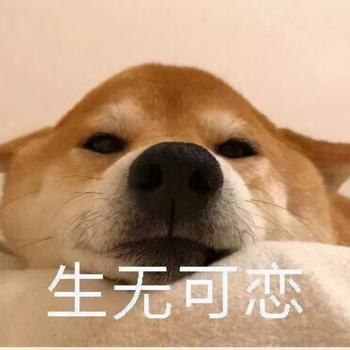  柴犬冬季打工人表情包合集不想起床,不想上班