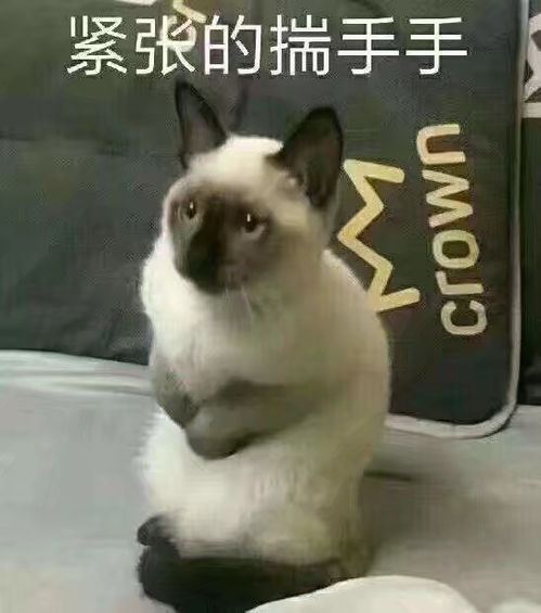 小黑猫和小黑企鹅