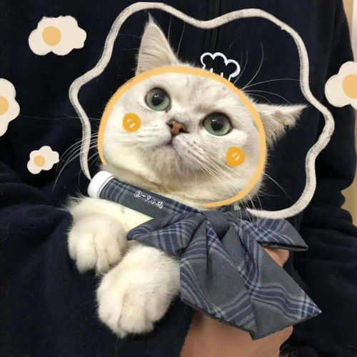 猫咪情侣头像高清