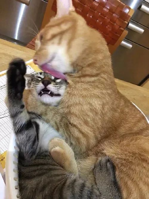  网友的这只猫超爱舔别的猫,每次舔起毛来,真是好猥琐,哈哈