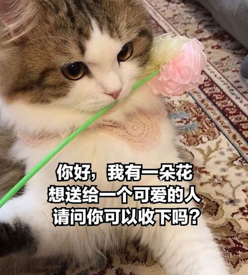  谢谢猫猫,你也很可爱