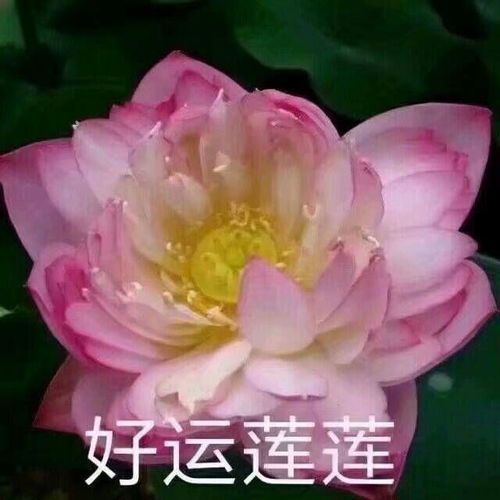 转发这条推送请记得屏蔽爸妈