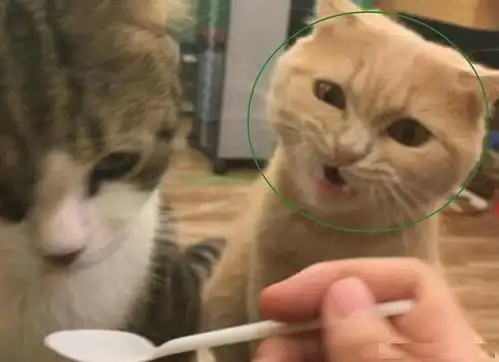 想吃小孩猫咪表情包橘猫