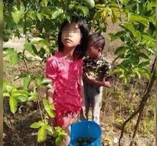  百香果女孩遇害案续家属获退赔32元,凶手恐无可执行财产,民事索赔难