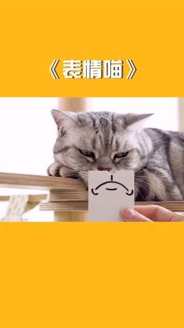  超级可爱的表情,猫咪真配合,奖励小鱼干