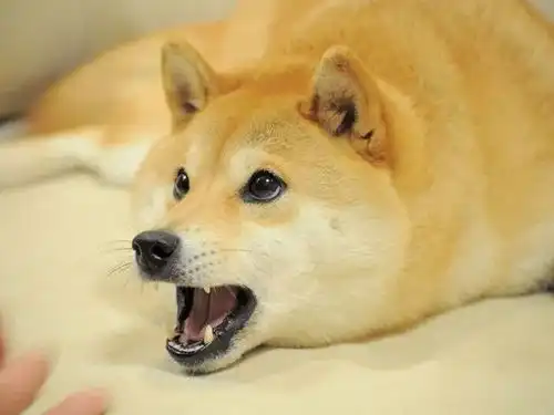 要照片的表情包doge