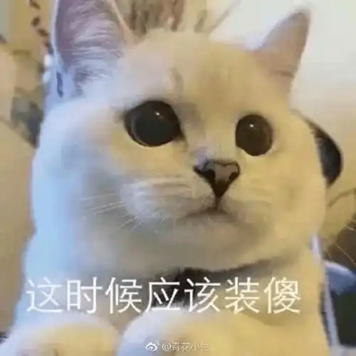  为什么这些小猫,又怂又乖