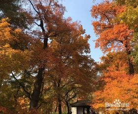  假日出游去品蟹赏枫叶姑苏游一游真是美哉