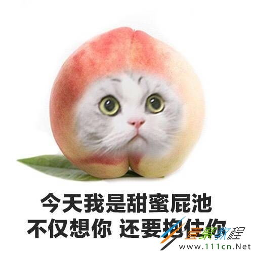 破防猫猫头表情包表情包