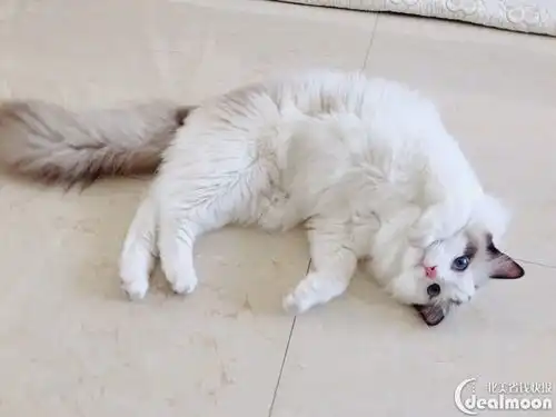 打滚表情包猫猫撒泼
