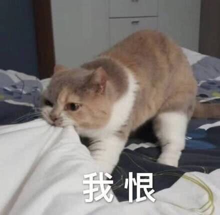  表情包我躺好了你来吧