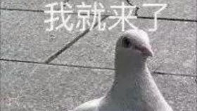  你在叫我吗