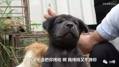  哈哈哈哈哈哈哈这只竹鼠,承包了我一天的笑点