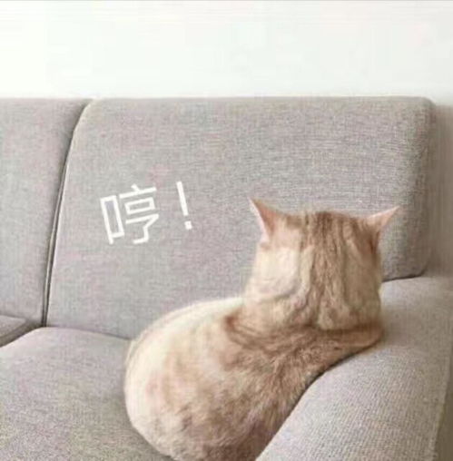  可爱猫咪表情包