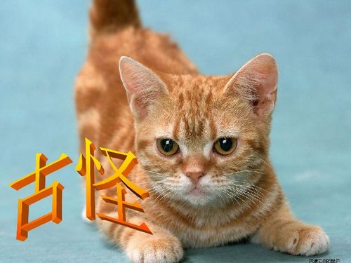  老舍猫演示文稿
