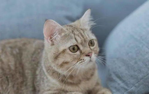  主人为猫咪包办婚姻,猫咪誓死抵抗,委屈的小表情笑死人