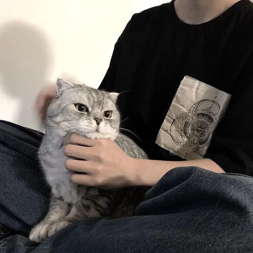微信头像女士专用猫咪好
