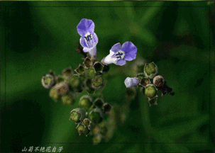  为什么qq玩骰子最后会变成别的表情