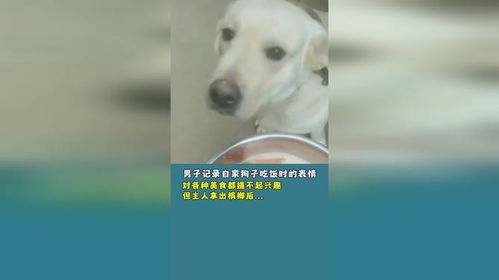  男子记录自家狗子吃饭时的表情,对各种美食都提不起兴趣,但主人拿出槟榔后...