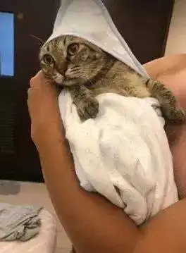  老公为了练习如何包宝宝,直接把猫拿来练