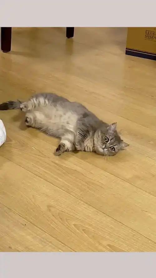  最会打滚的猫咪,接受全网挑衅,不服来战