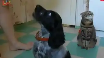  主人用美食训练狗狗,一旁蹭吃的猫咪受了冷落,小表情绝了