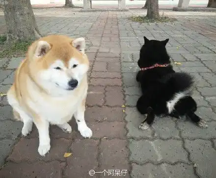 稳稳的接住柴犬表情包时