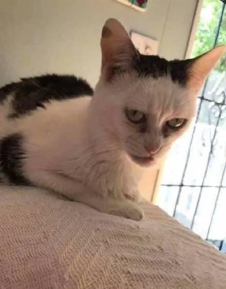  奶牛猫丑到自带表情包2020第一批丑猫出炉,一般人吸不动