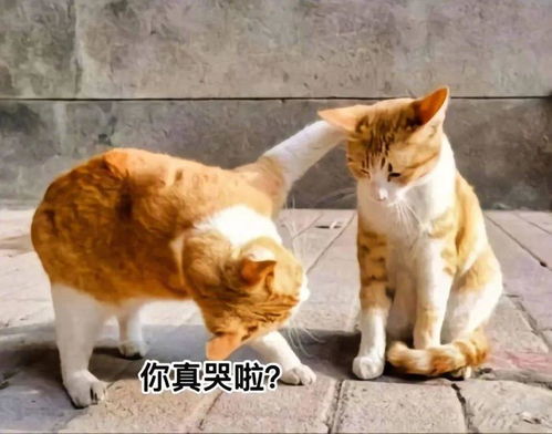  表情包叫你不听话打屁屁拿图点赞吱声