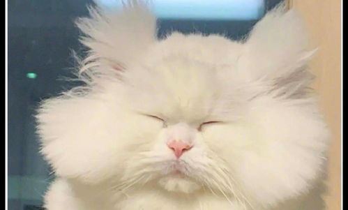  猫咪醒来后一脸犯困的表情,头发都炸起来了,好像刚起床的我
