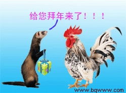  黄鼠狼给鸡拜年表情包