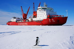  南极企鹅好奇围观我雪龙号