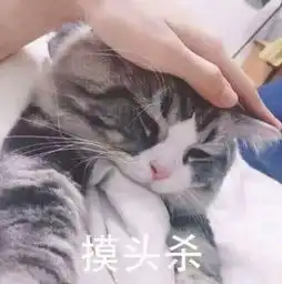  猫和狗为什么喜欢被摸头,答案承包一年笑点,看看吧