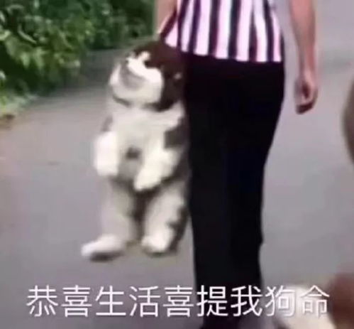  金毛撞上800万兰博基尼,结果金毛没事,跑车...坏了