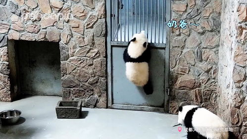  秒怂的大熊猫