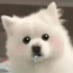  一组可爱的萨摩耶表情包