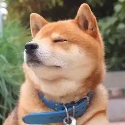 柴犬小头像,无水印,拿走不谢