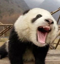  大熊猫暴怒时,饲养员都压不住,但见到它表哥立马认怂,笑喷了
