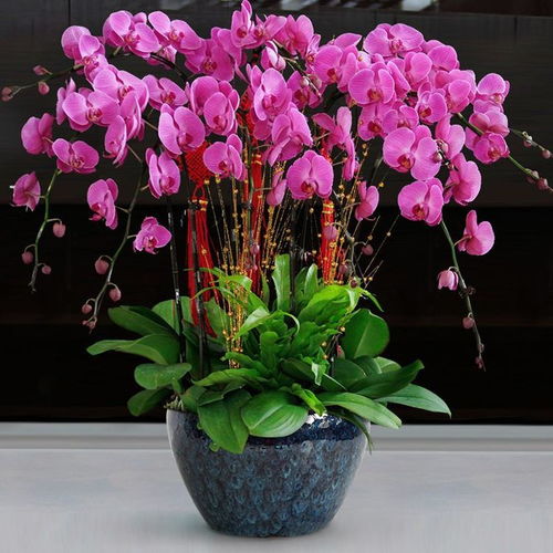  家里阳台养此款花,新手也能养爆盆,花香四溢飘满屋,美