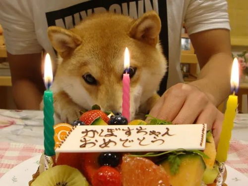  腾讯成功注册狗头表情包商标,柴犬本尊刚过16岁生日,狗生曲折