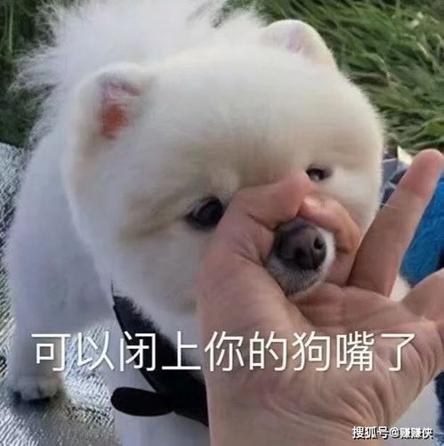  可爱表情包图片猫咪愣住,可以闭上狗嘴了