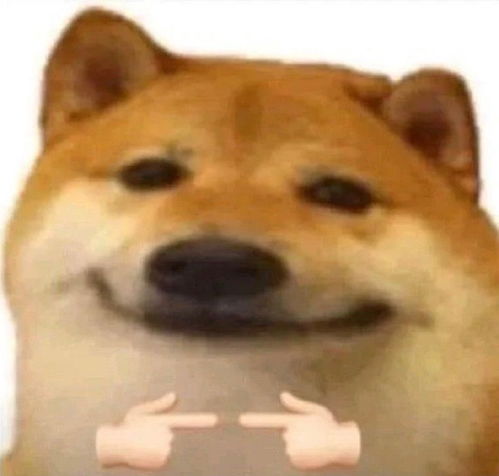 表情包是秋田还是柴犬明