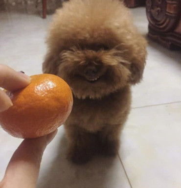  主人嫌弃泰迪发型单调,便给它尝试拉直掉,结果把狗狗气炸毛了