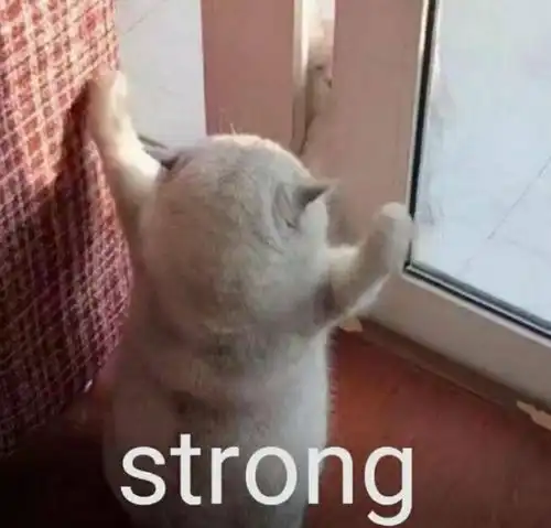  表情包今天我也是一只棒棒的小猫咪