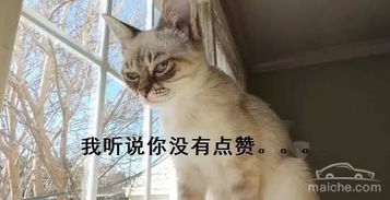 非常愤怒表情包暴躁猫